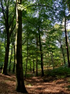 Darthuizerberg - 2