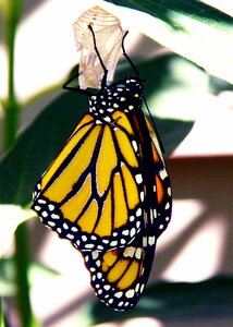 Monarch butterfly nature animal