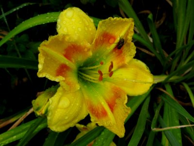 Daylily with Raindrops, 2020-07-11, Beechview, 03