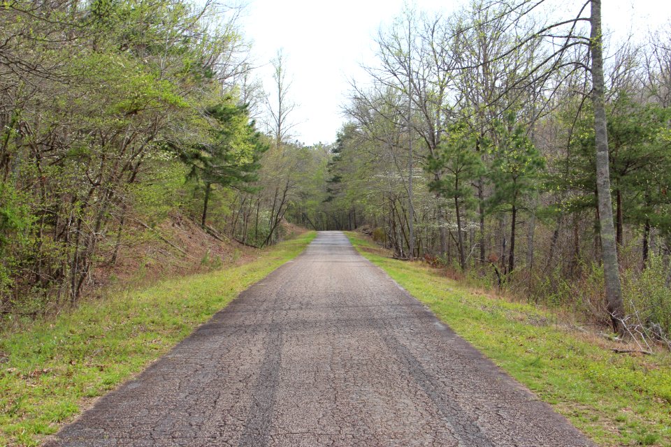 Dawson Forest road 1