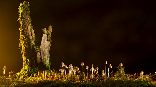 Small mushroom sponge nature