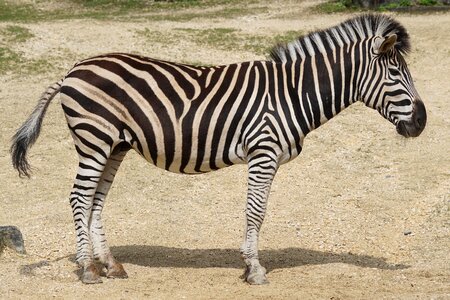 Like a horse perissodactyla equus quagga chapmani