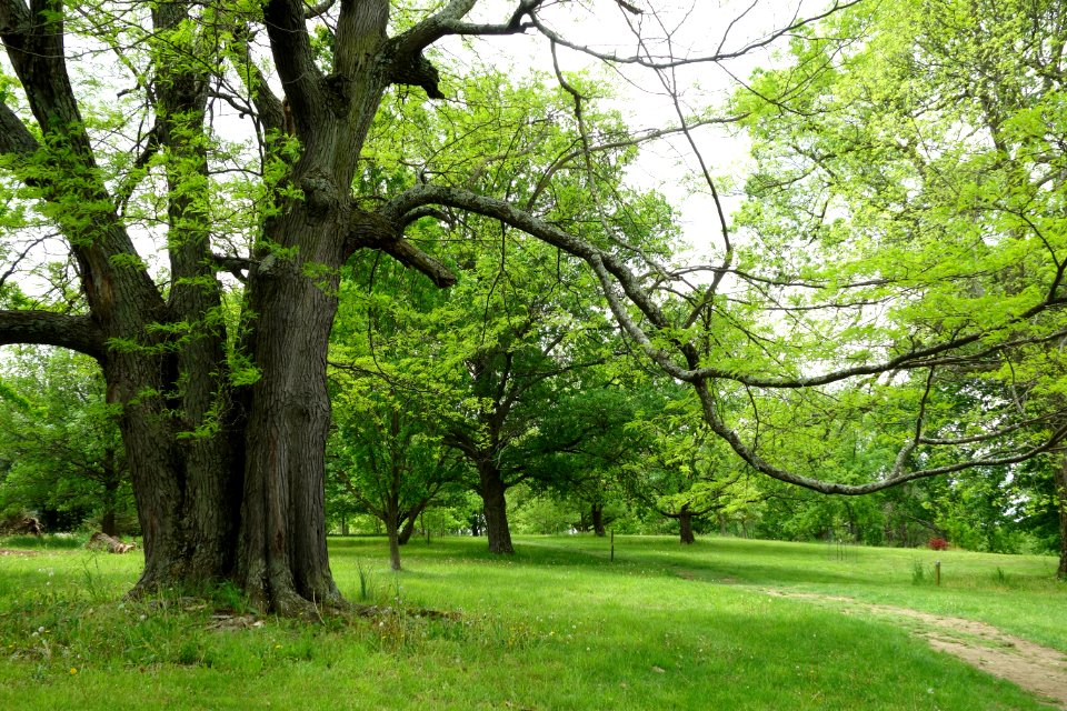 Dawes Arboretum - DSC02848