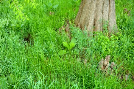 Dawes Arboretum - DSC02951