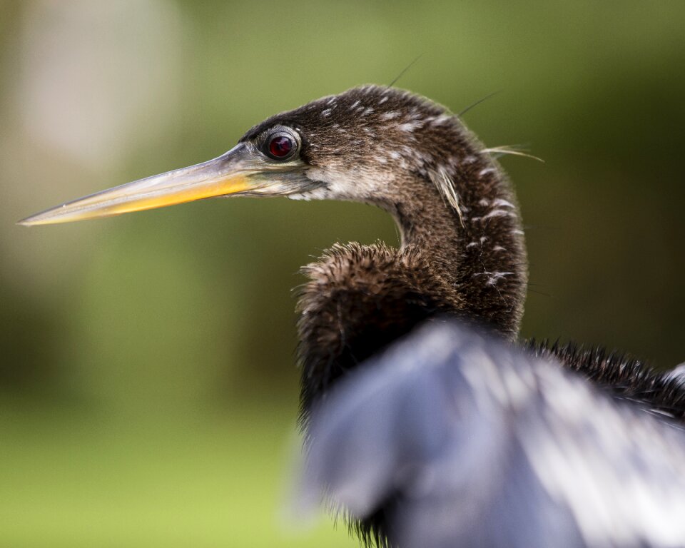 Beak nature seabird