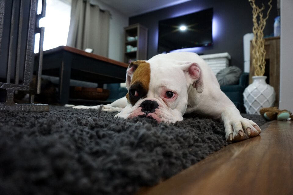 Animal boxer dog canine