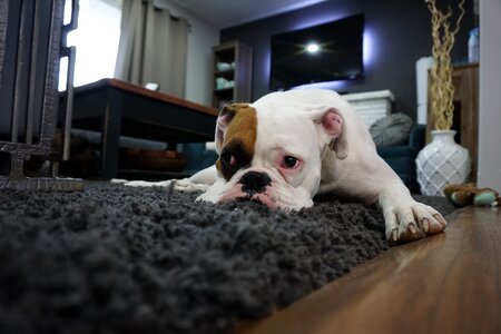 Animal boxer dog canine