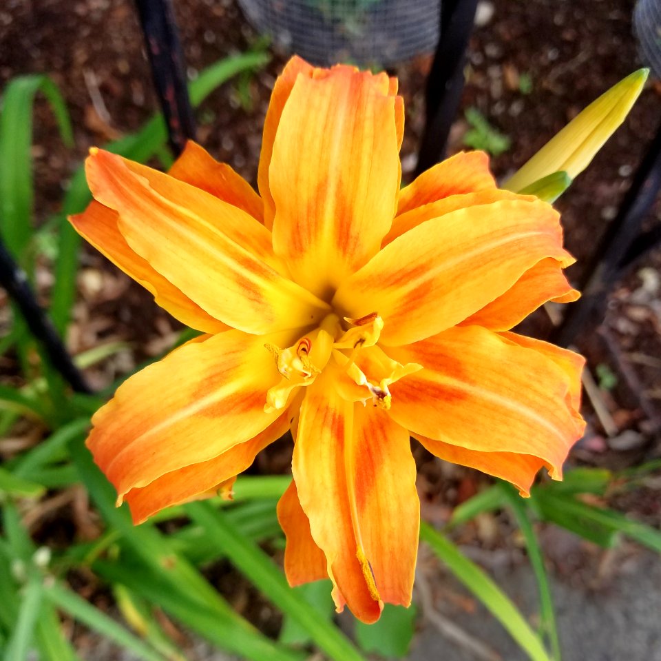 Daylily - Arlington, MA - 01