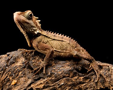 Australia reptile forest