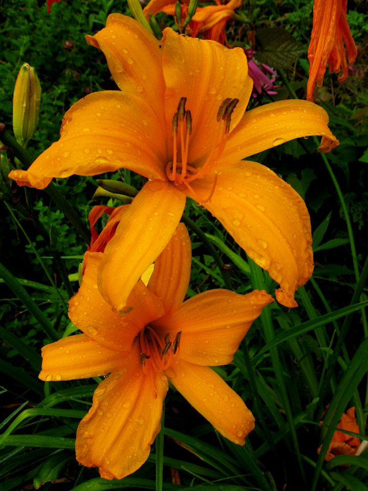 Daylily, Pittsburgh, 2019-07-07, unnamed hybrid 01