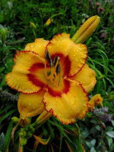 Daylily in the rain, 2021-07-01, Beechview, 01
