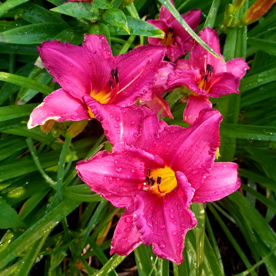 Daylilies - Arlington, MA - 01