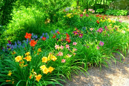 Daylilies - Benson Park - Hudson, New Hampshire - DSC07568