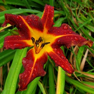 Daylily with Raindrops, 2020-07-11, Beechview, 05