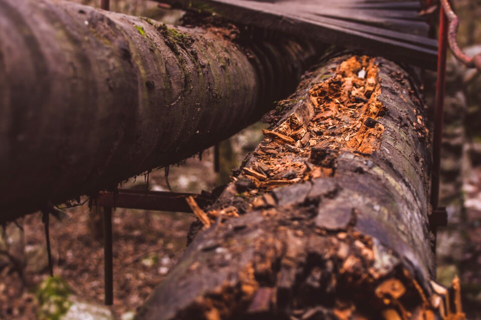 Nature wood forrest