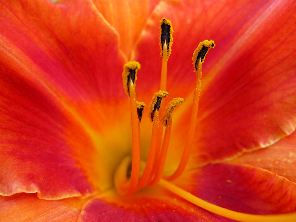 Daylily stamens, Beechview, 2020-07-08, 02
