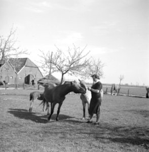 De boerin bij de paarden, Bestanddeelnr 252-1938