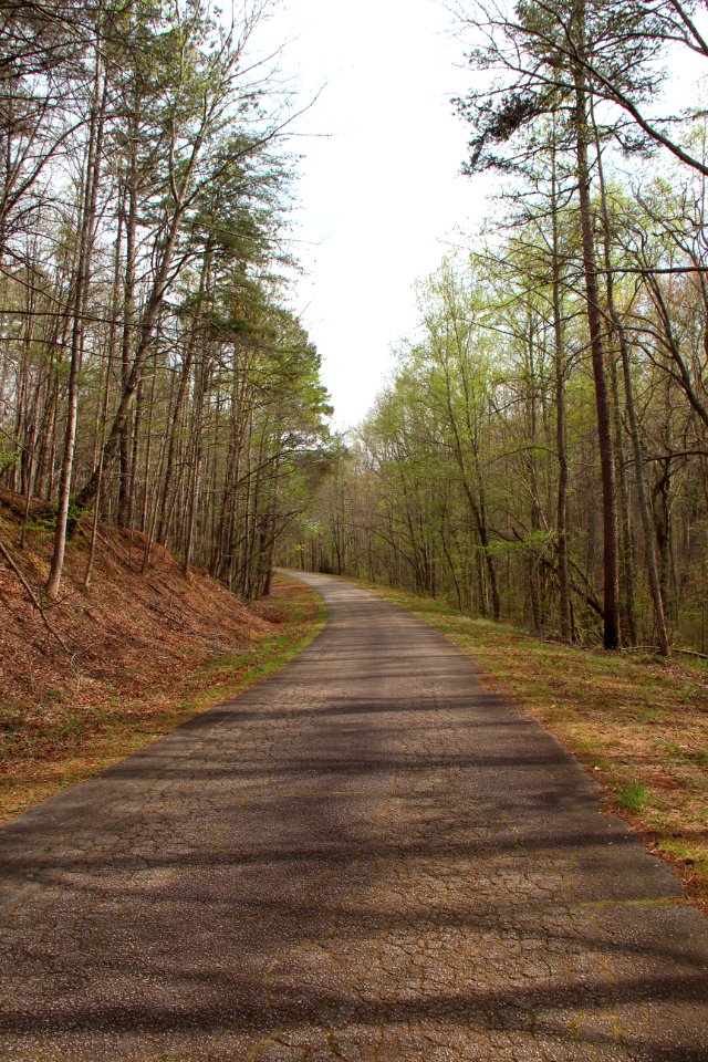 Dawson Forest road 2