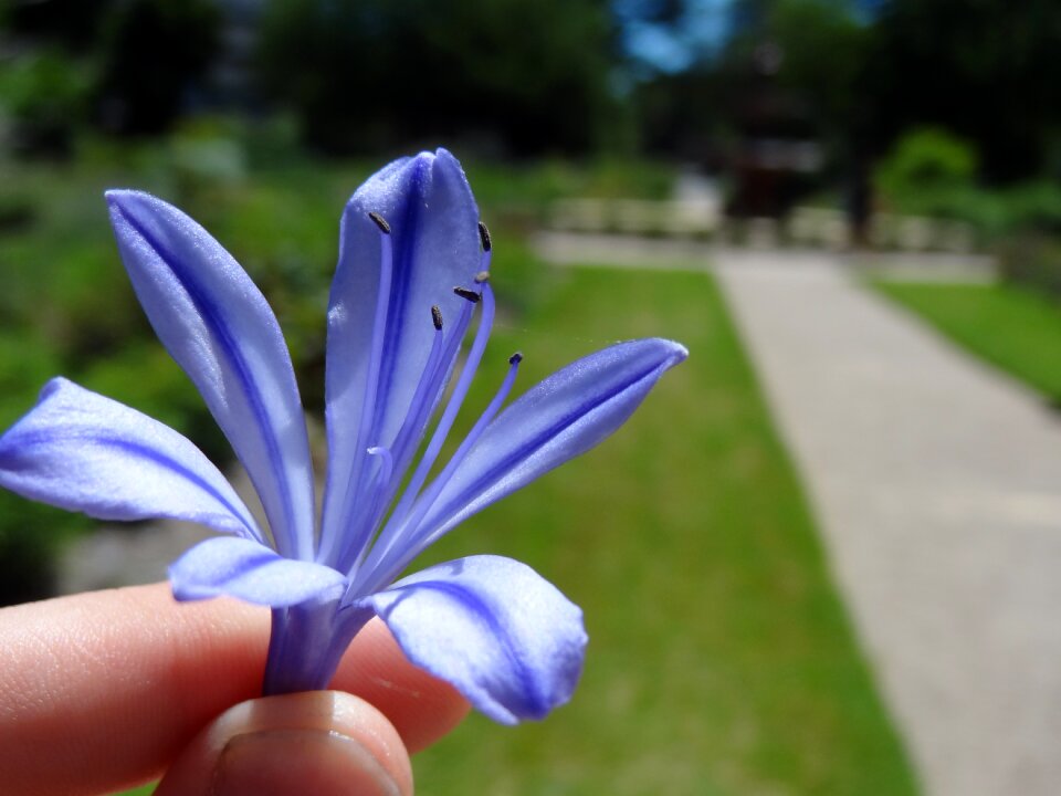 Close up nature blossom