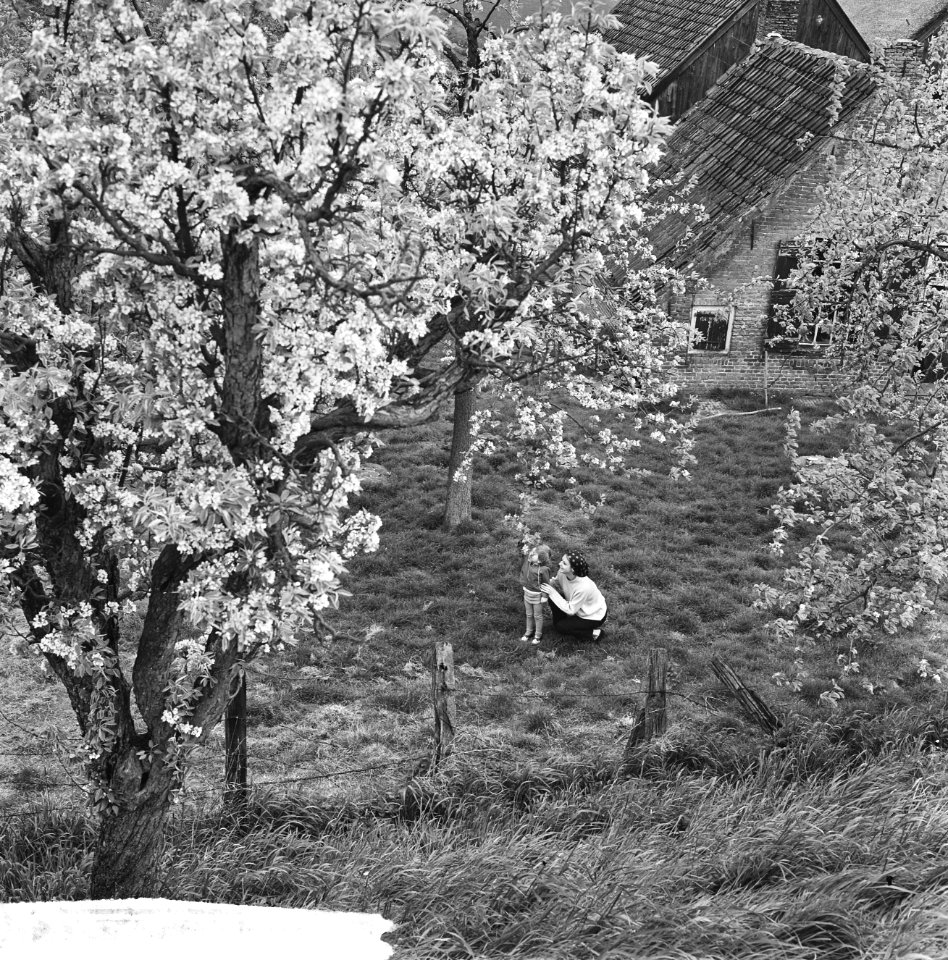 De Betuwe in bloei, de boomgaarden in bloei, Bestanddeelnr 917-7351