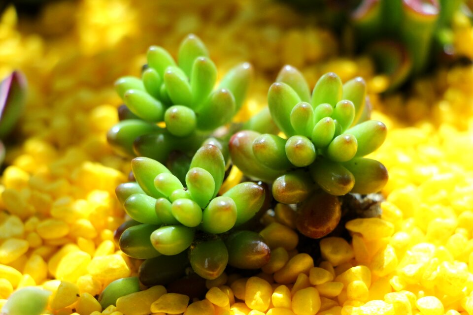 Succulent plant cactus garden