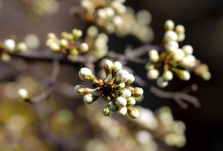 Flower nature kikelet pansio
