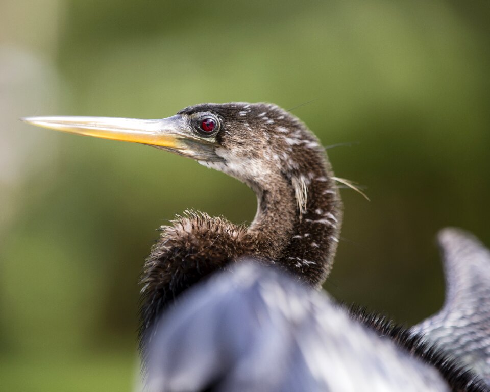 Beak nature seabird