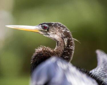 Beak nature seabird