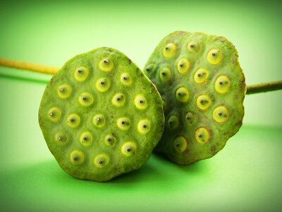 Leaf pod indian