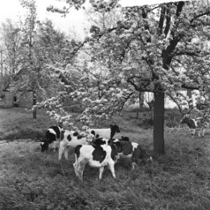 De Betuwe in bloei, de boomgaarden in bloei, Bestanddeelnr 917-7352