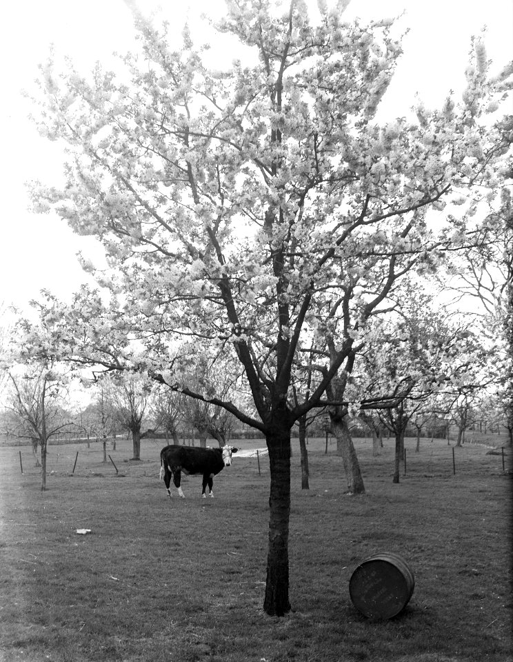 De Betuwe bloeit weer, Bestanddeelnr 902-1408