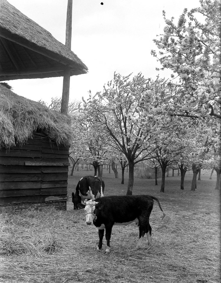 De Betuwe bloeit weer, Bestanddeelnr 902-1406