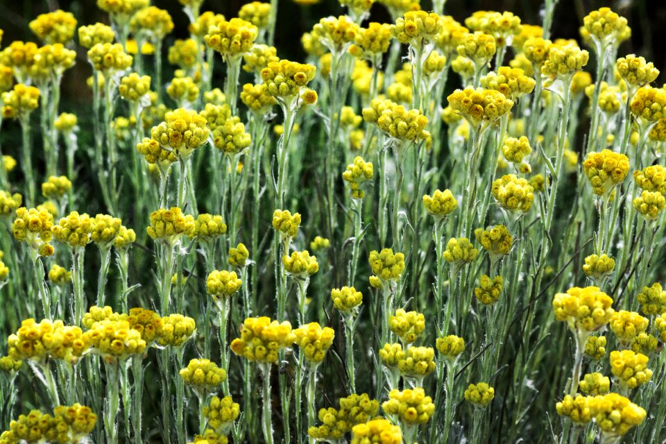 Flower colors nature