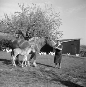De boerin bij de paarden, Bestanddeelnr 252-1936