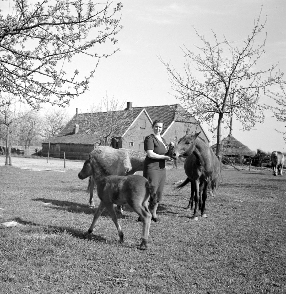 De boerin met paarden, Bestanddeelnr 252-1944