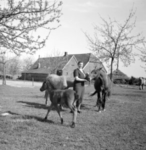 De boerin met paarden, Bestanddeelnr 252-1944
