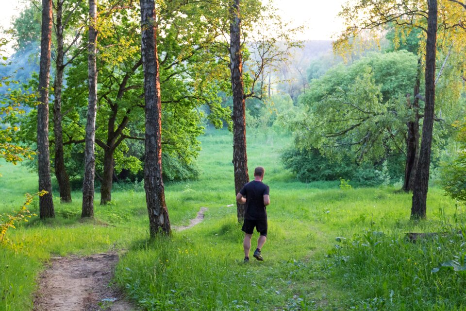 Morning evening forest