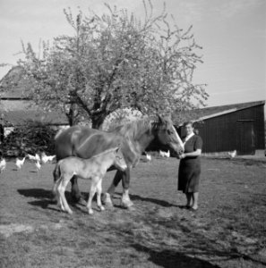 De boerin bij de paarden, Bestanddeelnr 252-1937