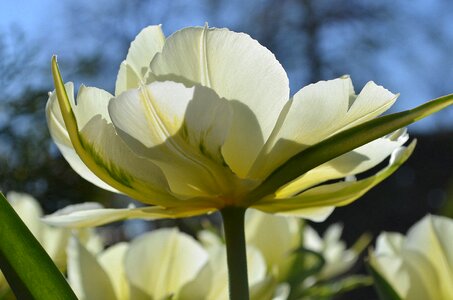 White green yellow