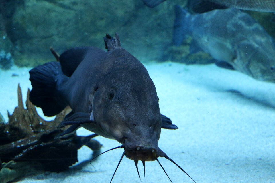 Marine life fish blue life