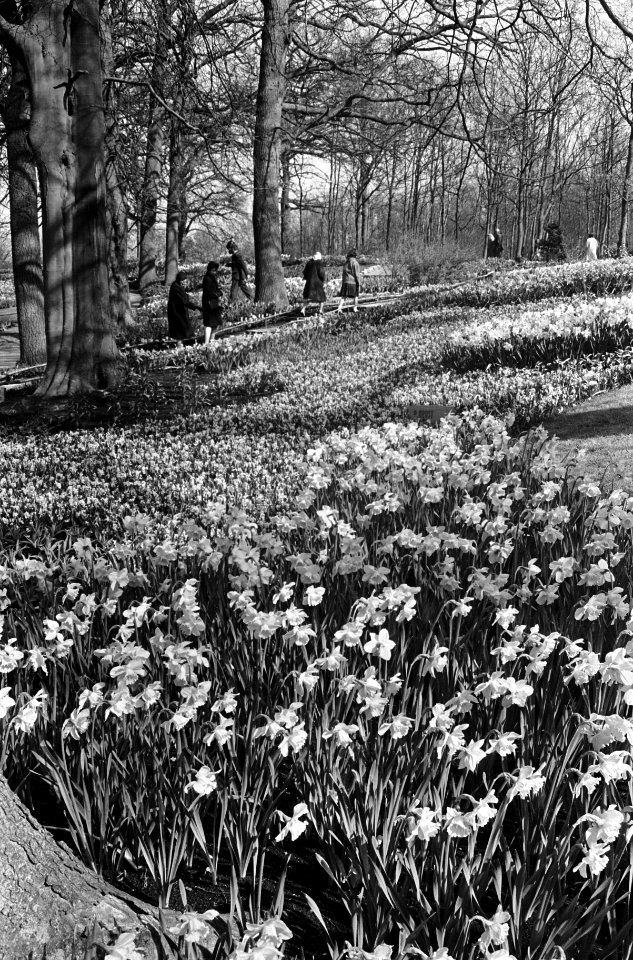 De bollenvelden in bloei, de bloemen in bloei op de Keukenhof, Bestanddeelnr 917-6472