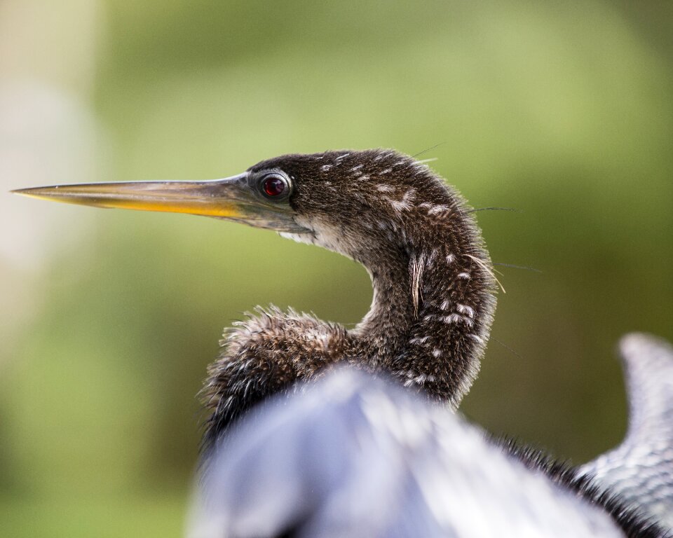 Beak nature seabird