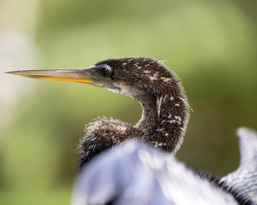 Beak nature seabird