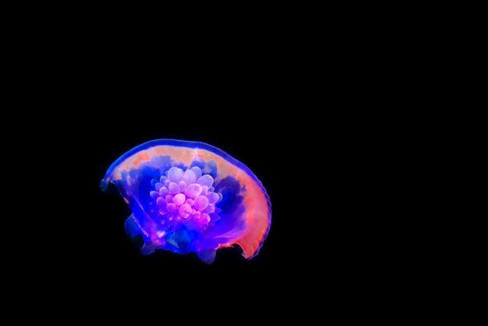 Sea animal marine life cnidarian