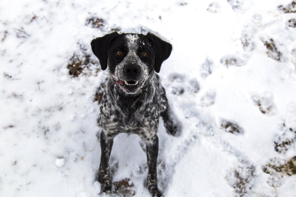 Snow footsteps friend