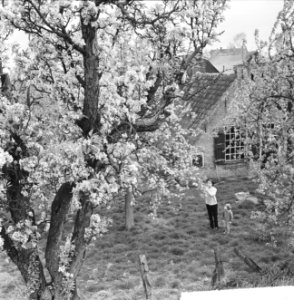 De Betuwe in bloei, een van de plekjes, Bestanddeelnr 917-7349
