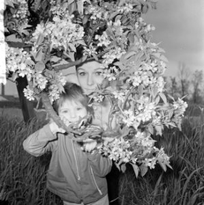 De Betuwe in bloei, de boomgaarden in bloei, Bestanddeelnr 917-7350