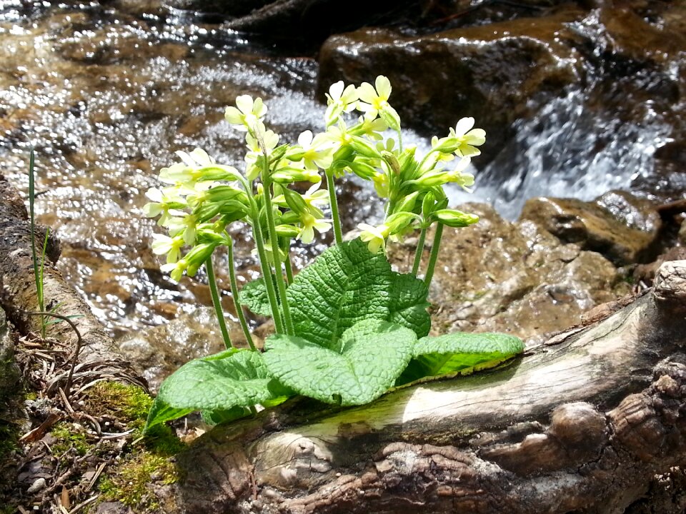 Water nature yellow