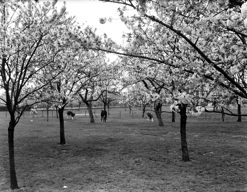 De Betuwe bloeit weer, Bestanddeelnr 902-1407