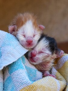 Cahorros newborn infants cats